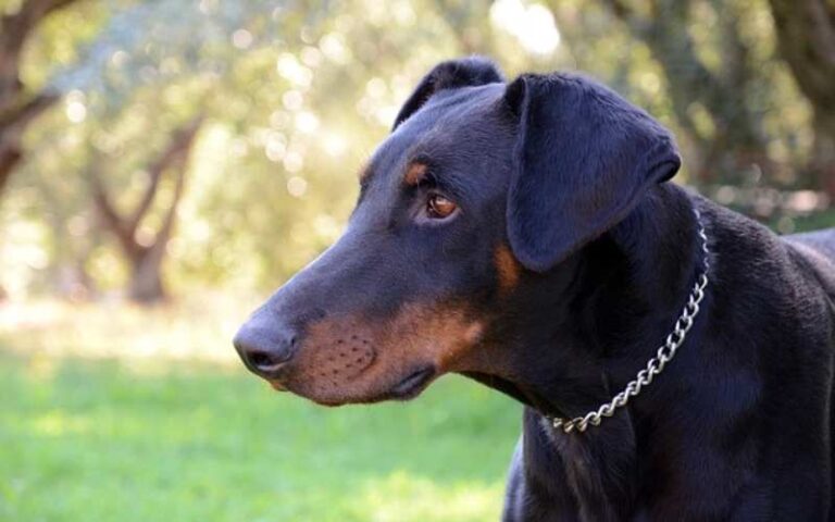 780 Doberman Names: Meaningful Names for Your Loyal Companion