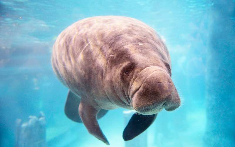 epcot manatee names