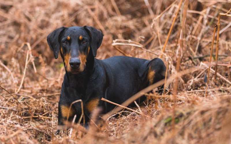 exotic doberman names male