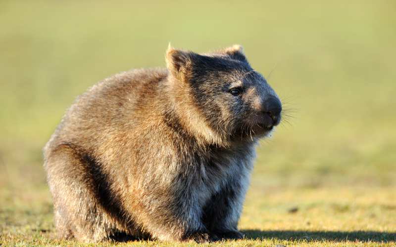 famous wombat names