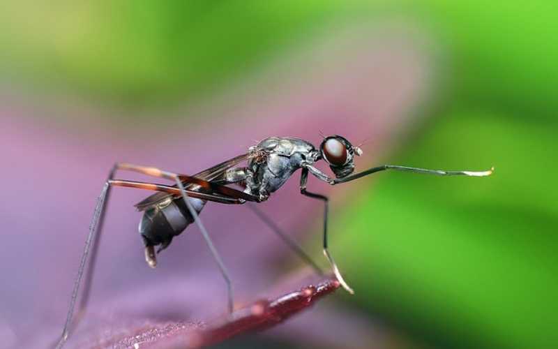 female ant names