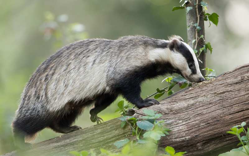 female badger names