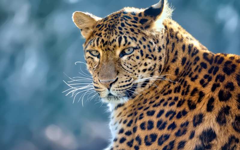 female leopard names