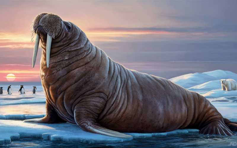 female walrus names