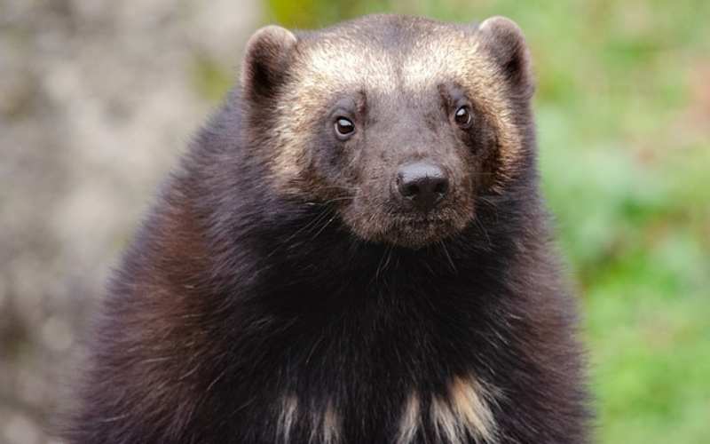 female wolverine name