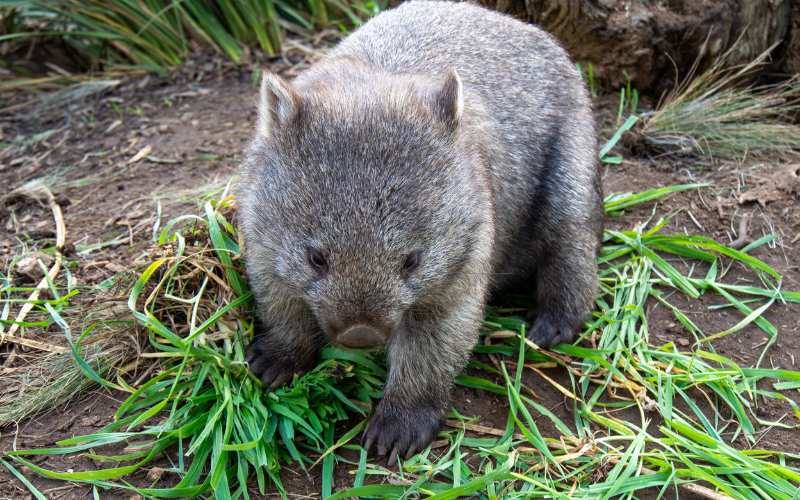 female wombat names