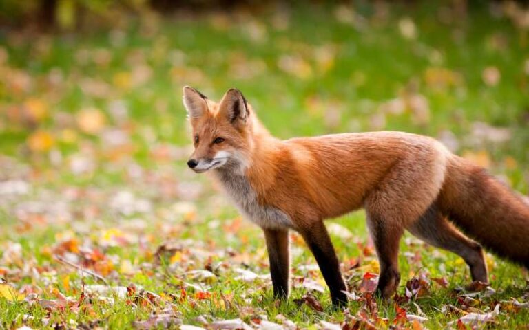 900 Fox Names: Meaningful Choices for Your Clever Companion