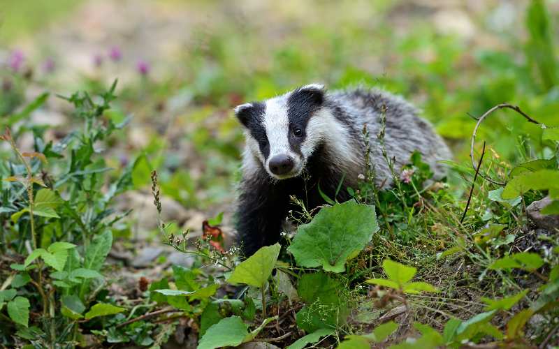 funny badger names