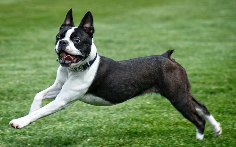 funny boston terrier names