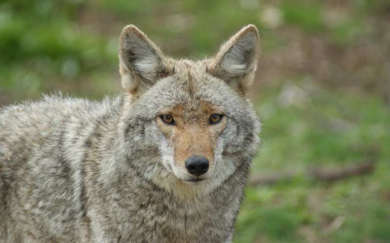 funny coyote hunting team names