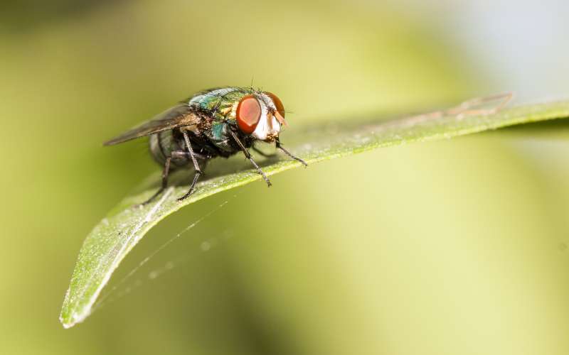 funny fly names