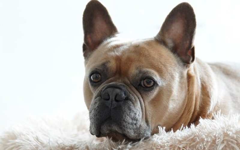 funny french bulldog names