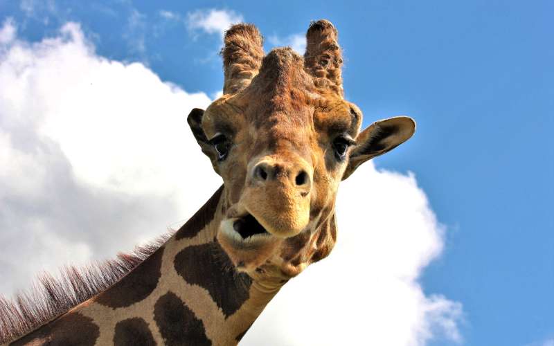 funny giraffe names