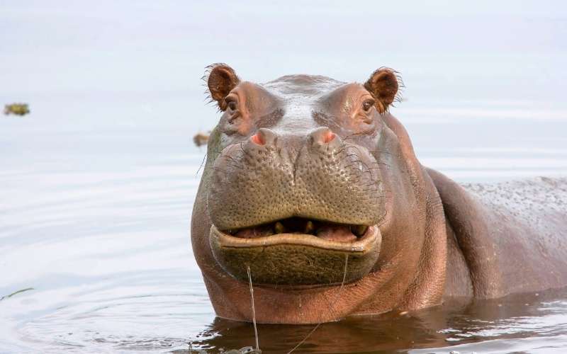 funny hippo names