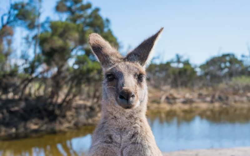 funny kangaroo names