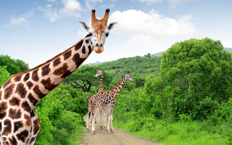 funny names that rhyme with giraffe