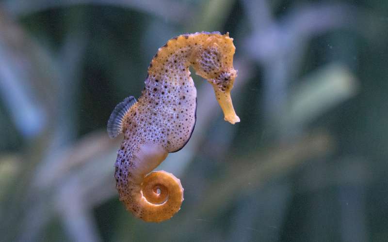 funny seahorse names