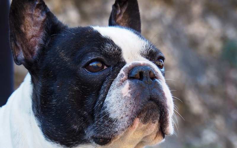 gangster french bulldog names