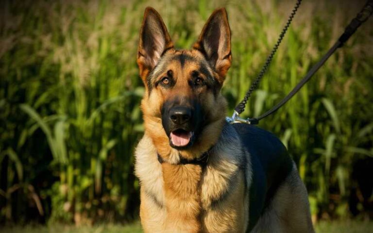 1080 German Shepherd Names: Meaningful Choices for Your Beloved Pup