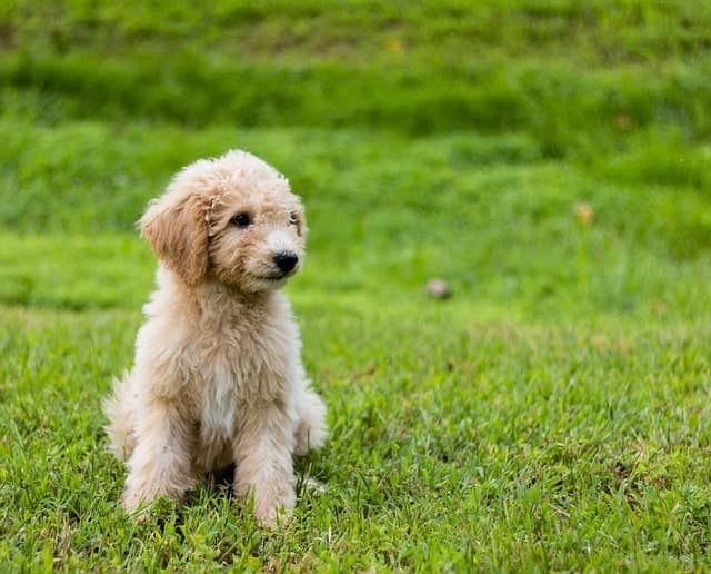 550 Unveiling Goldendoodle Names: Origins and Meanings