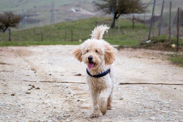 Smart-Goldendoodle-name