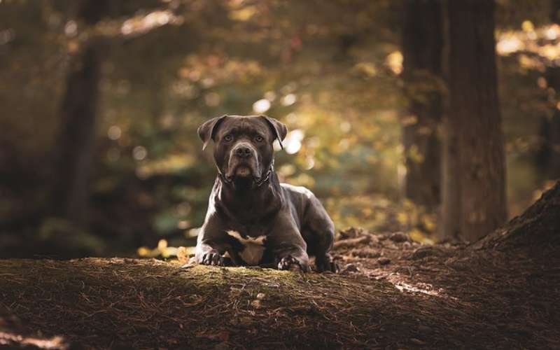 good american bully names