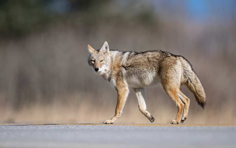 good coyote names