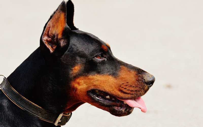 good doberman names