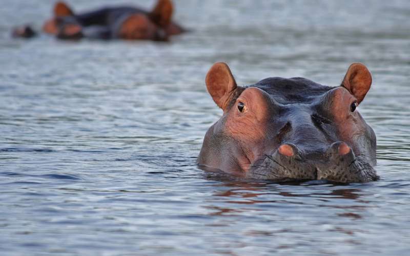 hippo names