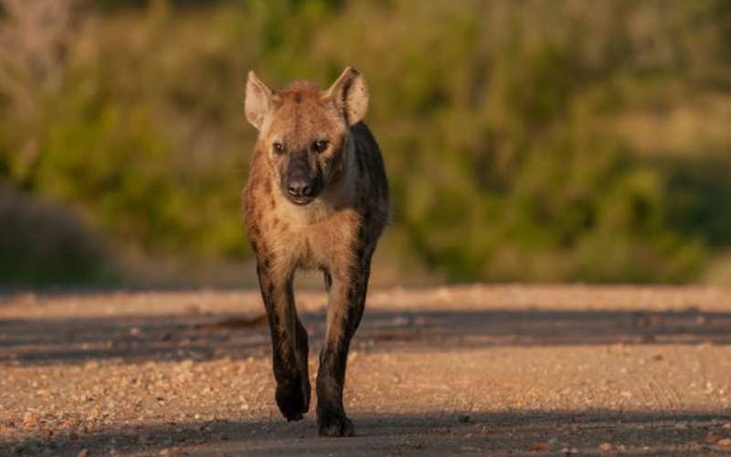 hyena common name