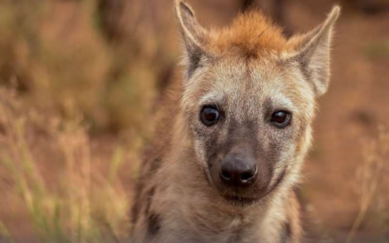 hyena names baby