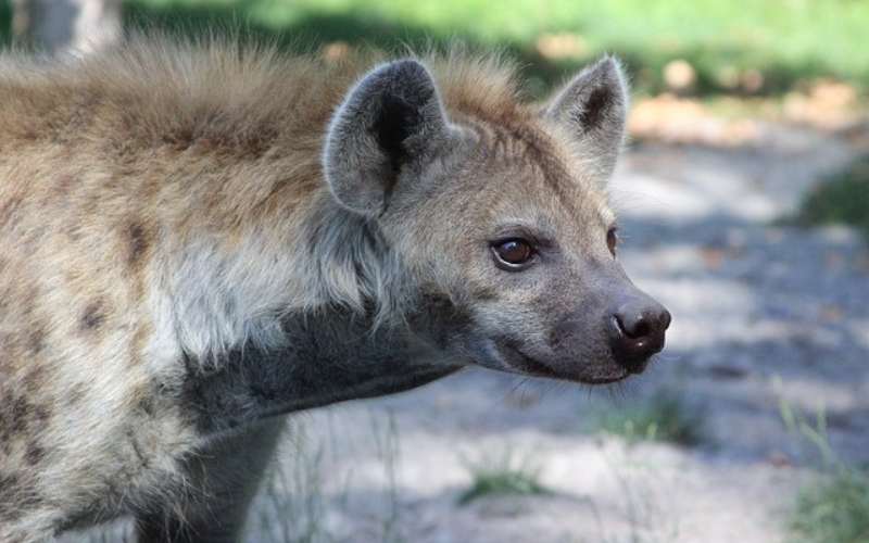 hyena names girl