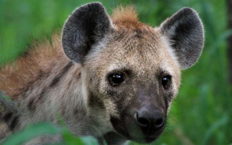 hyena names