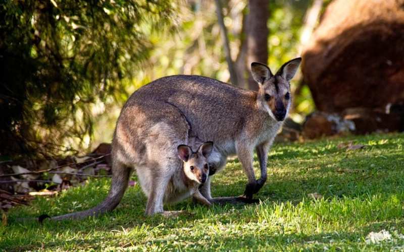 kangaroo names