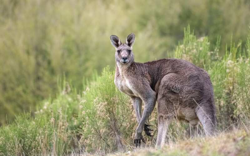 kangaroo nicknames