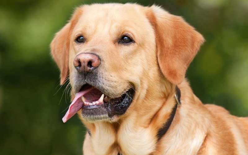 labrador retriever names