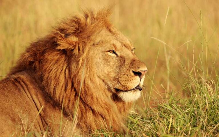 Names of the Wild: 900 Lion Names and Their Symbolic Meanings