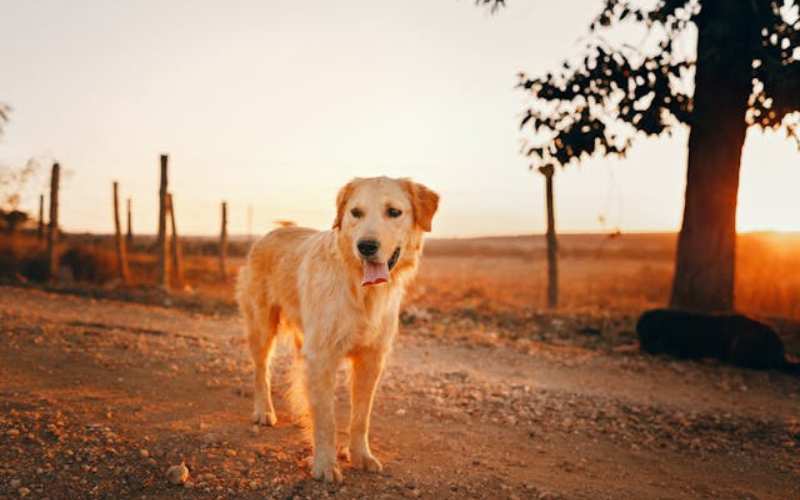 male golden retriever names uk