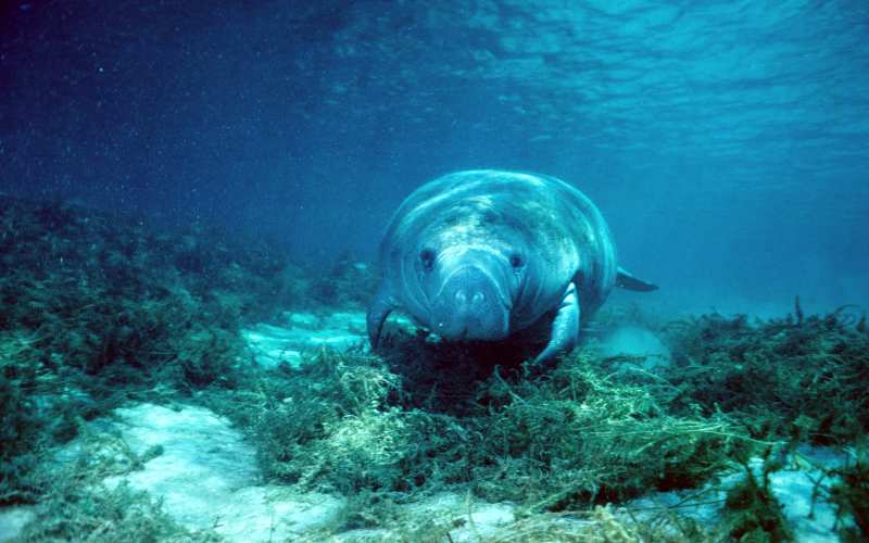 manatee animal names