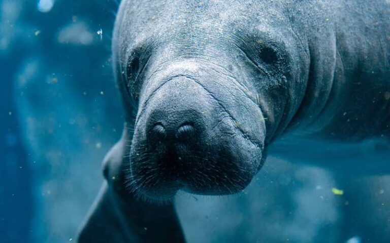 Manatee Names: 720 Options with Meaningful Insights