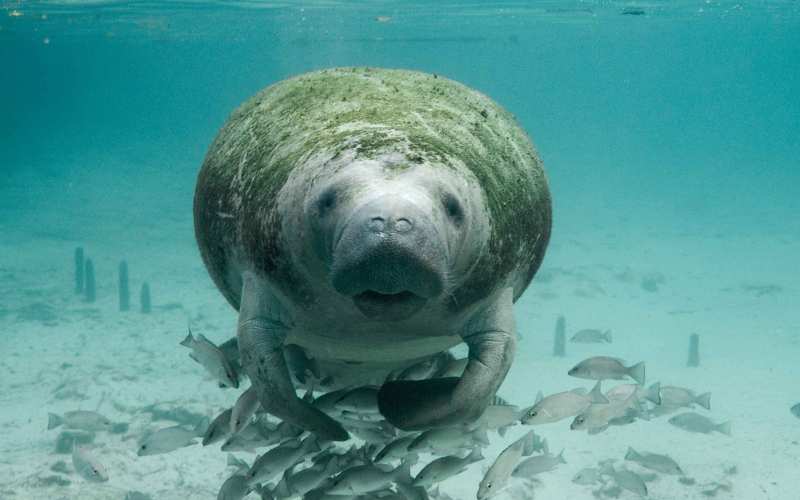 manatee names funny