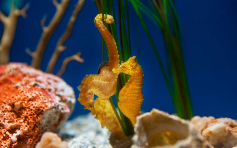 mythical seahorse names