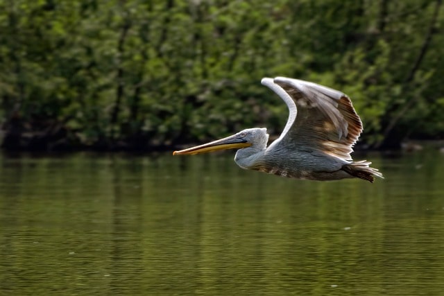 Smart-Pelican-Names