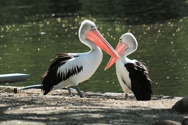 Pelican-Names