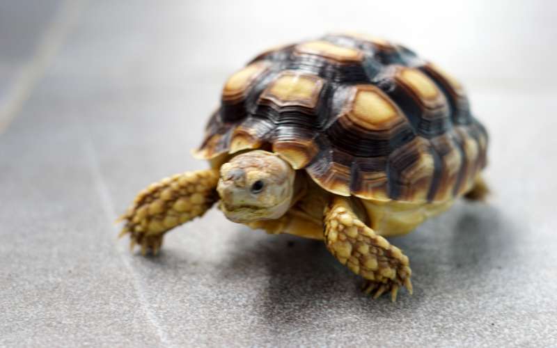 pet tortoise names