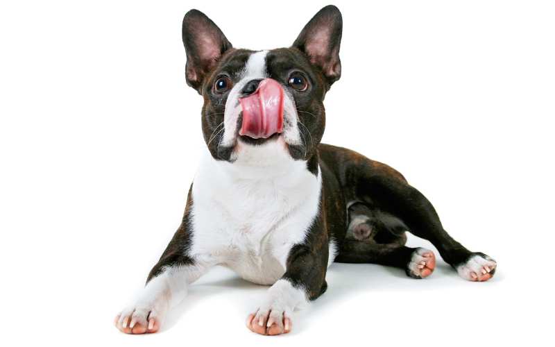 popular boston terrier names