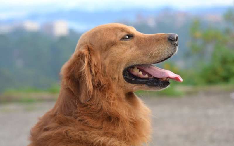 popular golden retriever names