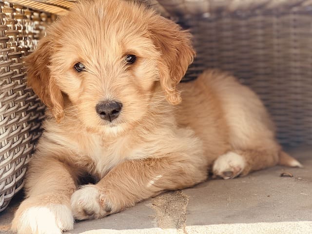 cue-goldendoodle-names