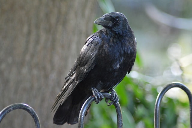 Cute-Raven-Name