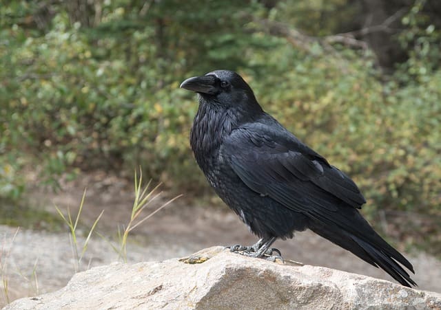 550 Iconic Raven Names With Meanings